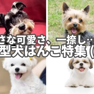 小さな可愛さ、一捺し　小型犬ハンコ特集(2)