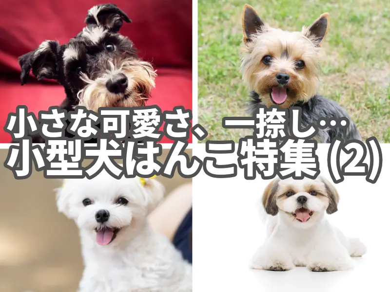 小さな可愛さ、一捺し　小型犬ハンコ特集(2)