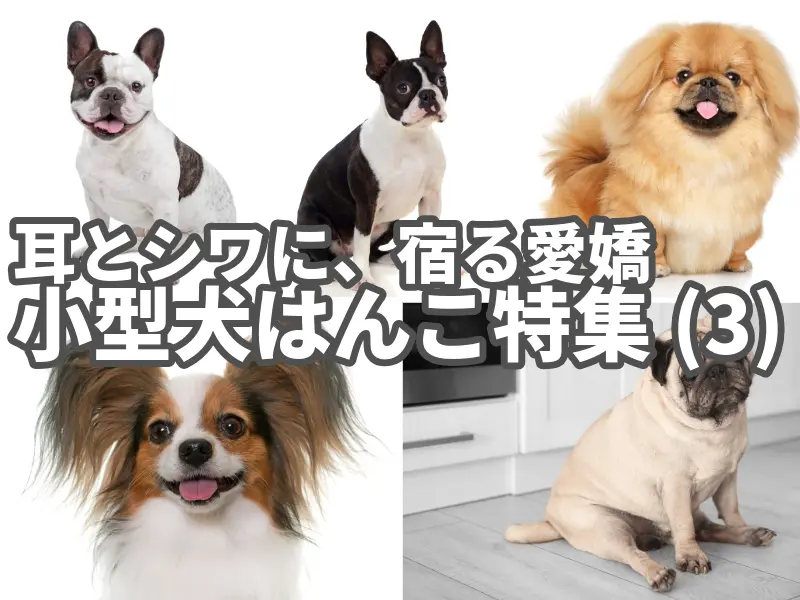 耳とシワに宿る愛嬌　小型犬はんこ特集(3)